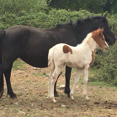 Bagatelle de l'Arros (OC type Poney C)