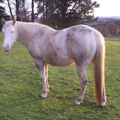 Missginn Fizzofgolden (QH)